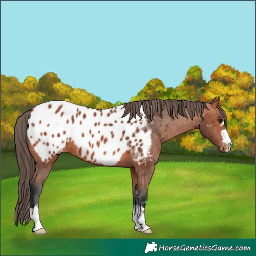 Horse Color:Bay Near Leopard 