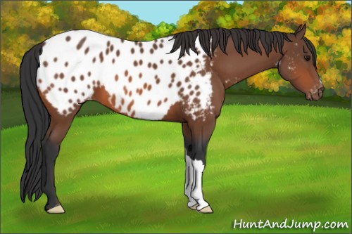 Horse Color:Bay Appaloosa 
