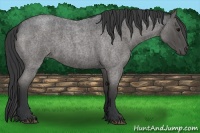 Horse Color:Blue Roan Sabino 