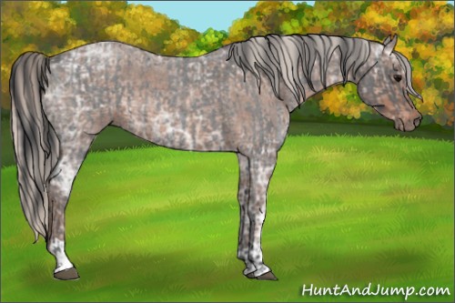 Horse Color:Blue Ice Roan  and Silver Blue Ice Roan 