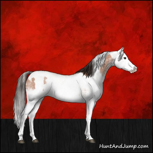 Horse Color:White Spotted Bay Roan Splash and White Spotted Bay Roan Splash