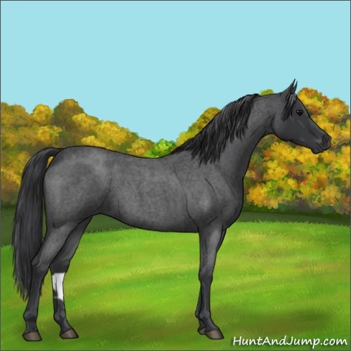 Horse Color:Blue Roan 