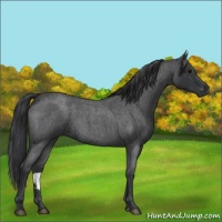 Horse Color:Blue Roan 
