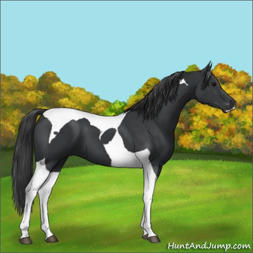 Horse Color:Black Tobiano 