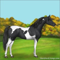 Horse Color:Black Tobiano 