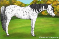 Horse Color:Blue Ice Roan Appaloosa and White Spotted Blue Ice Roan Appaloosa