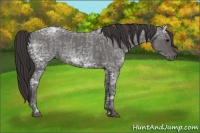 Horse Color:Blue Ice Roan  and Smoky Blue Ice Roan 