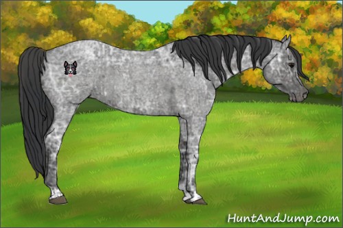 Horse Color:Blue Ice Roan and Blue Ice Roan