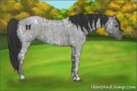 Horse Color:Blue Ice Roan  and Blue Ice Roan 