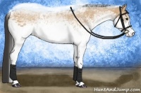 Horse Color:White Spotted Buckskin 