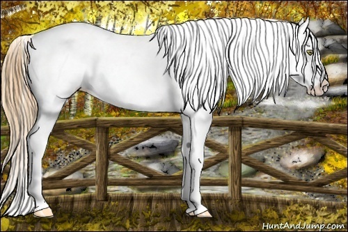 Horse Color:Gold Champagne Near Leopard