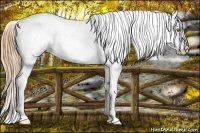 Horse Color:Gold Champagne Near Leopard