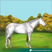 Horse Color:Gray Platinum White Spotted Chocolate Buckskin Rabicano 