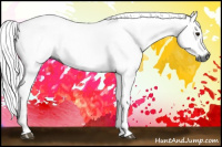 Horse Color:Gray Bay 