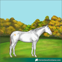 Horse Color:Brown Dun Sabino Splash Appaloosa 