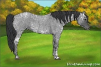 Horse Color:Blue Ice Roan  and Blue Ice Roan 