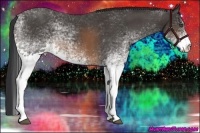 Horse Color:White Spotted Buckskin 