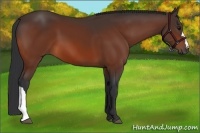 Horse Color:Bay 
