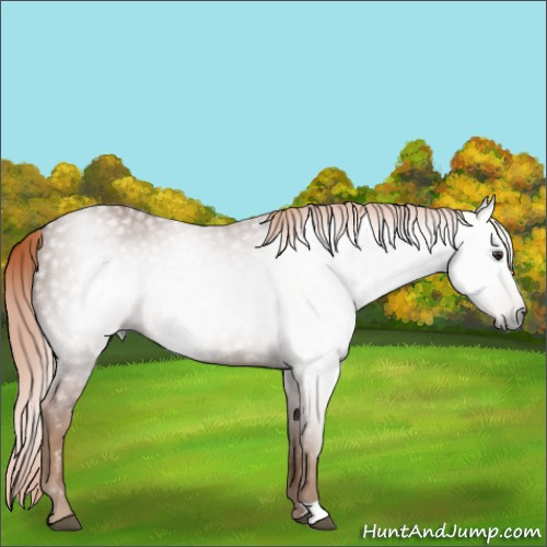 Horse Color:Gray Chestnut