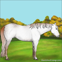 Horse Color:Gray Chestnut 