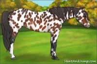 Horse Color:Bay Appaloosa 