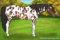 Horse Color:Bay Tobiano Appaloosa Rabicano 