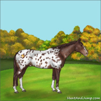 Horse Color:Chocolate Brown Sabino Appaloosa 