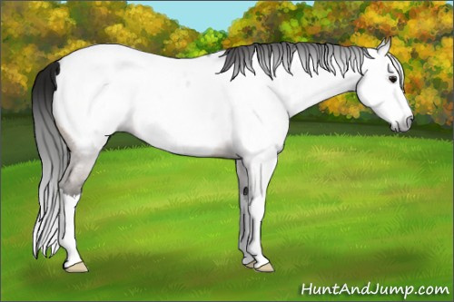 Horse Color:Gray Bay Roan Splash Appaloosa Rabicano 