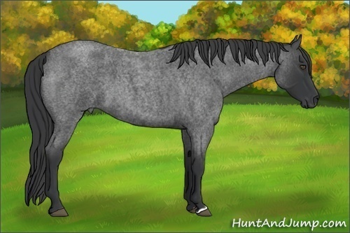 Horse Color:Blue Roan 