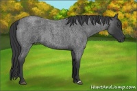 Horse Color:Blue Roan 