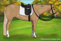 Horse Color:Chestnut Tobiano