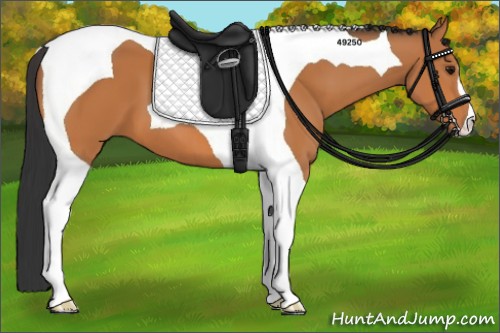 Horse Color:Bay Tobiano