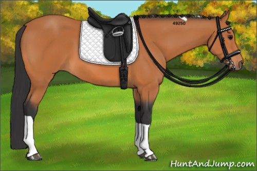 Horse Color:Bay Tobiano 