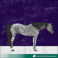 Horse Color:Blue Ice Roan  and Blue Ice Roan 