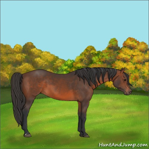 Horse Color:Brown 