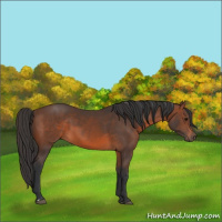 Horse Color:Brown 