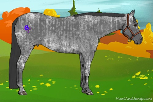 Horse Color:Blue Ice Roan and Blue Ice Roan Rabicano