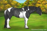 Horse Color:Black Tobiano Rabicano