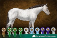 Horse Color:Blue Ice Roan  and Classic Champagne Ice Roan 