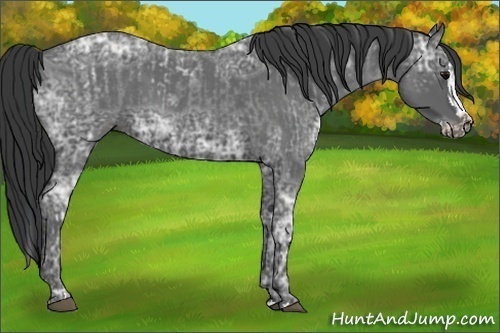 Horse Color:Blue Ice Roan and Blue Ice Roan Splash