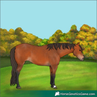 Horse Color:Bay 
