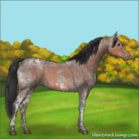 Horse Color:Blue Ice Roan  and Bay Ice Roan 