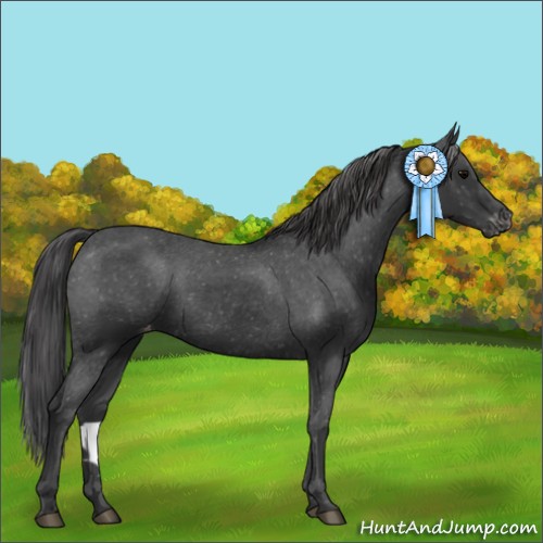 Horse Color:Black Appaloosa Rabicano 