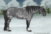 Horse Color:Blue Ice Roan and Blue Roan