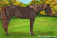 Horse Color:Liver Chestnut Rabicano 