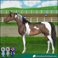 Horse Color:Brown Dun Tobiano Brindle 