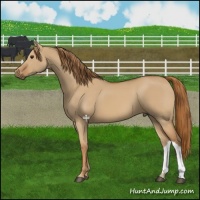 Horse Color:Red Dun