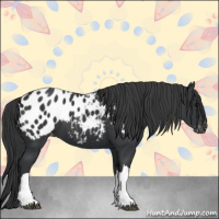 Horse Color:Black Appaloosa 