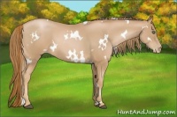 Horse Color:White Spotted Chestnut Pearl Frame 