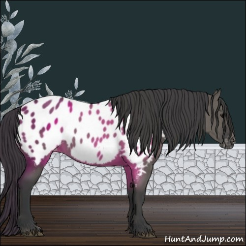 Horse Color:Grullo Appaloosa 